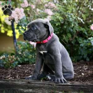Faith, Cane Corso Puppy